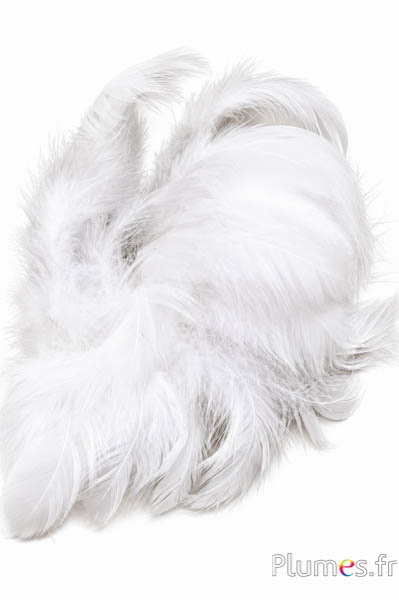 Henne - 5-9 cm - weiss